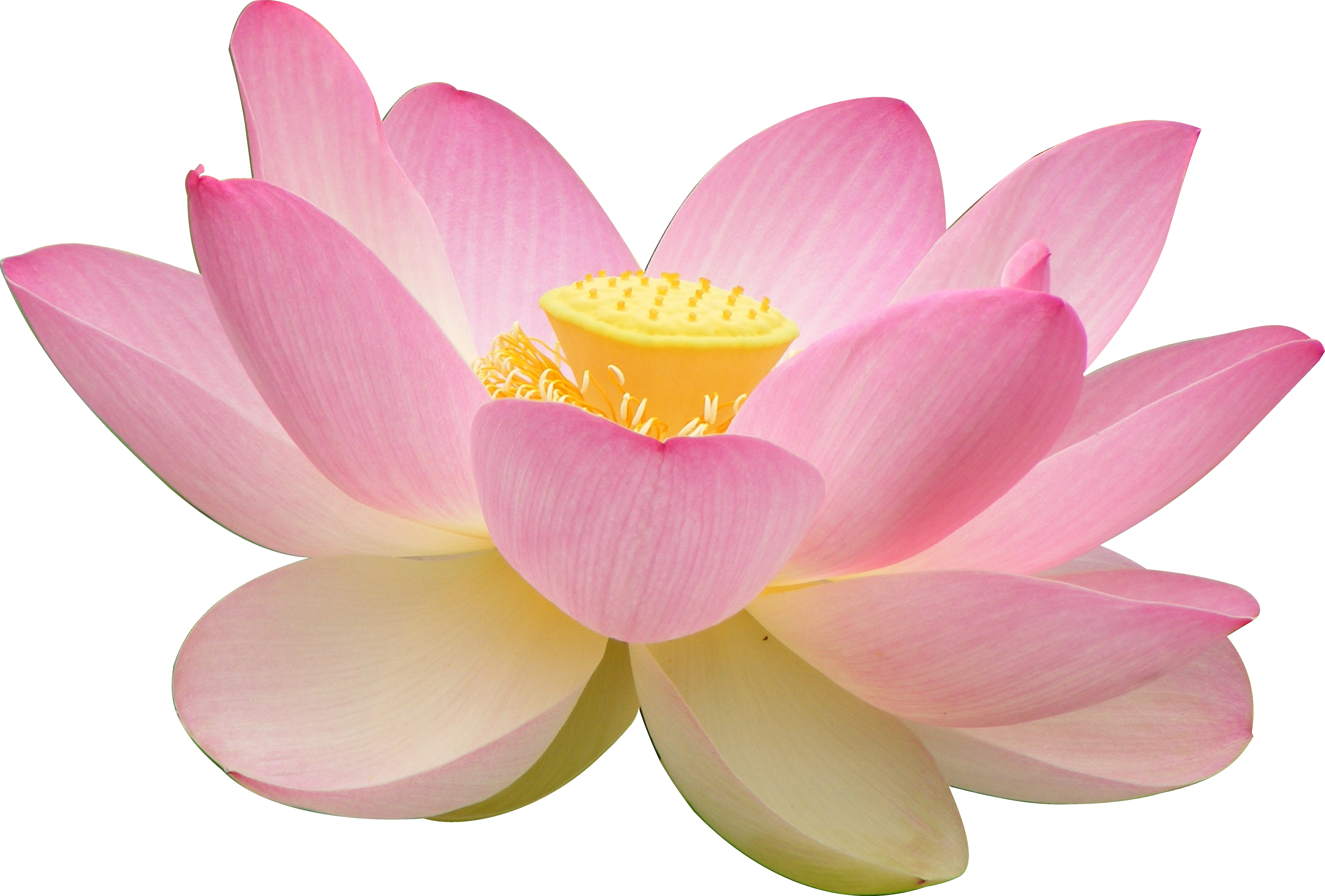 Flor da India